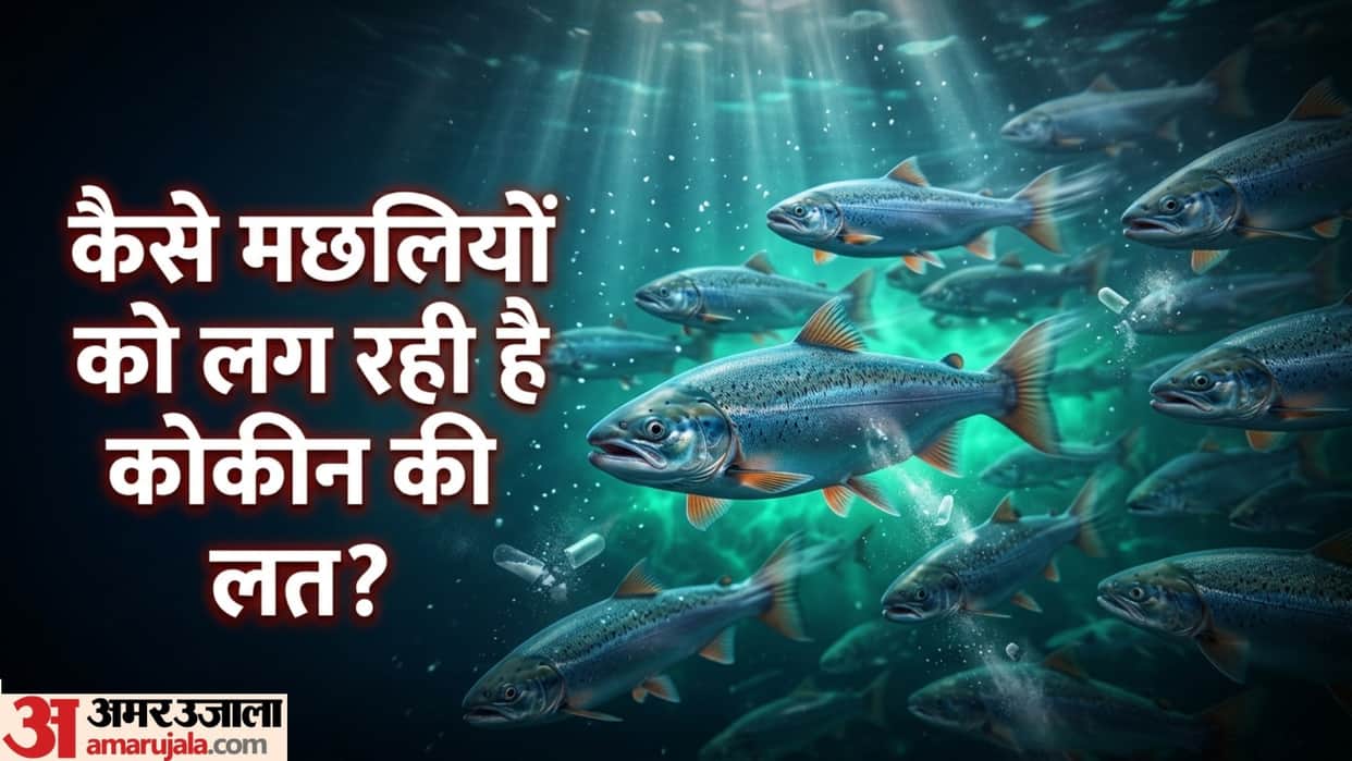cocaine pollution effects on fish sweden study environmental pollution impact Weird News