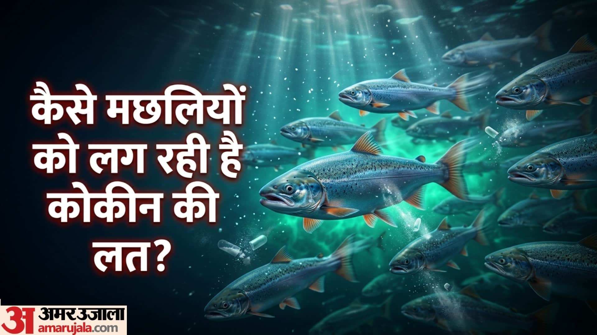 cocaine pollution effects on fish sweden study environmental pollution impact Weird News