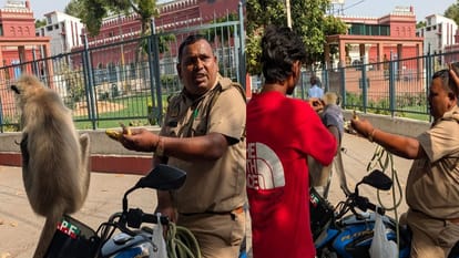 Langur guard Golu service terminated