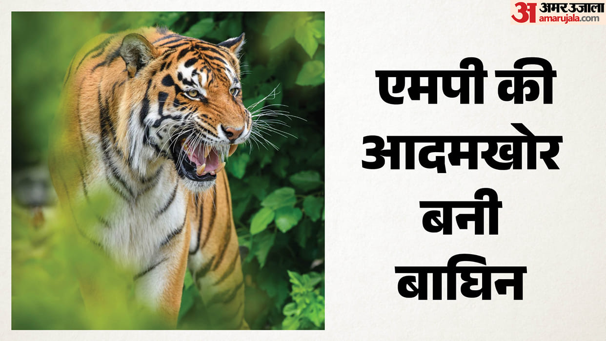 Terror grips Madhav Tiger Reserve again; villager killed by MT-6 attack; angry residents stage road blockade