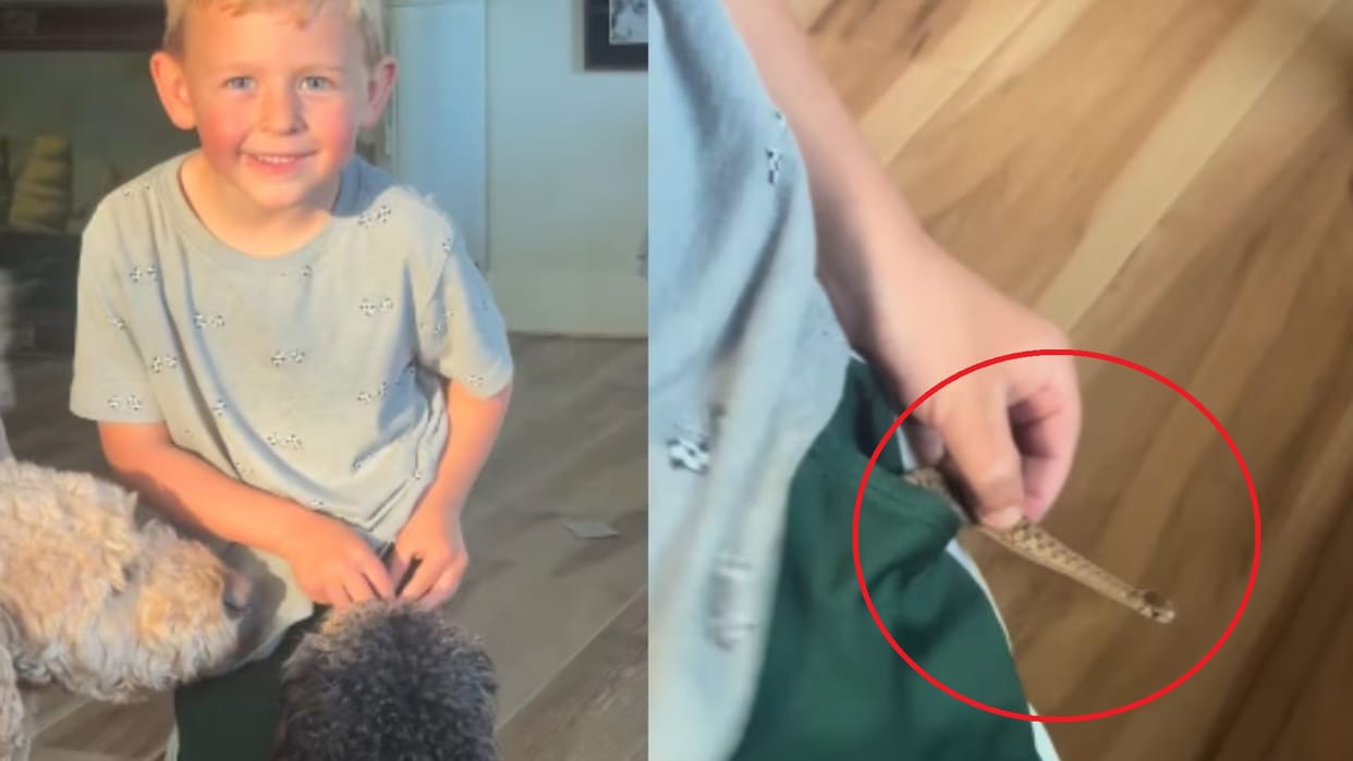 snake was found in childs pocket watch mom shocking reaction viral weird news