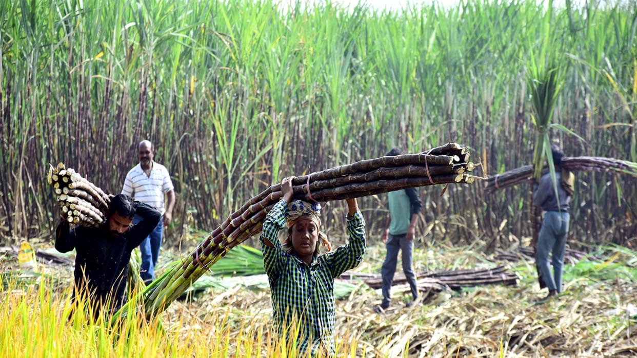 Uttar Pradesh Sugarcane farming and Farmers from Purvanchal to Western UP know the development and change news