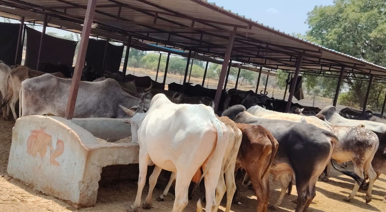 Kanpur Cattle Suffer in the Scorching Heat of Neglect Succumbing to Sun and Thirst with No One to Care