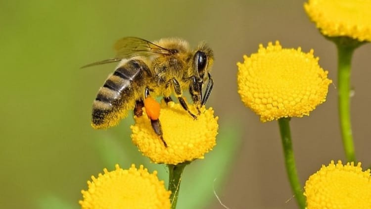 Climate Change: बढ़ती गर्मी से बदला मधुमक्खियों का जीवन चक्र, खाद्य सुरक्षा पर संकट; घट रही प्रजनन क्षमता