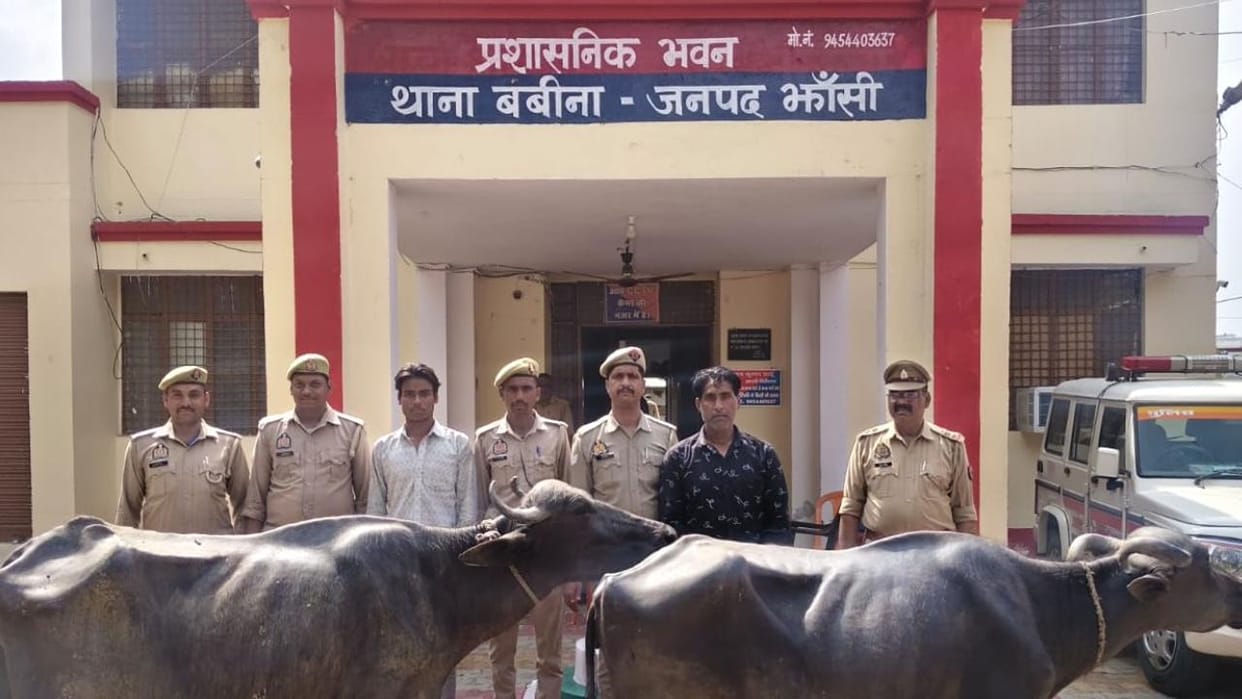 Jhansi: Two arrested with stolen buffaloes, police searching for three absconding accused