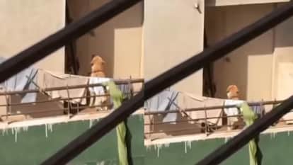Viral Video Of A Dog Left On A Balcony Of A Pune Flat In An Extreme Heat Weather