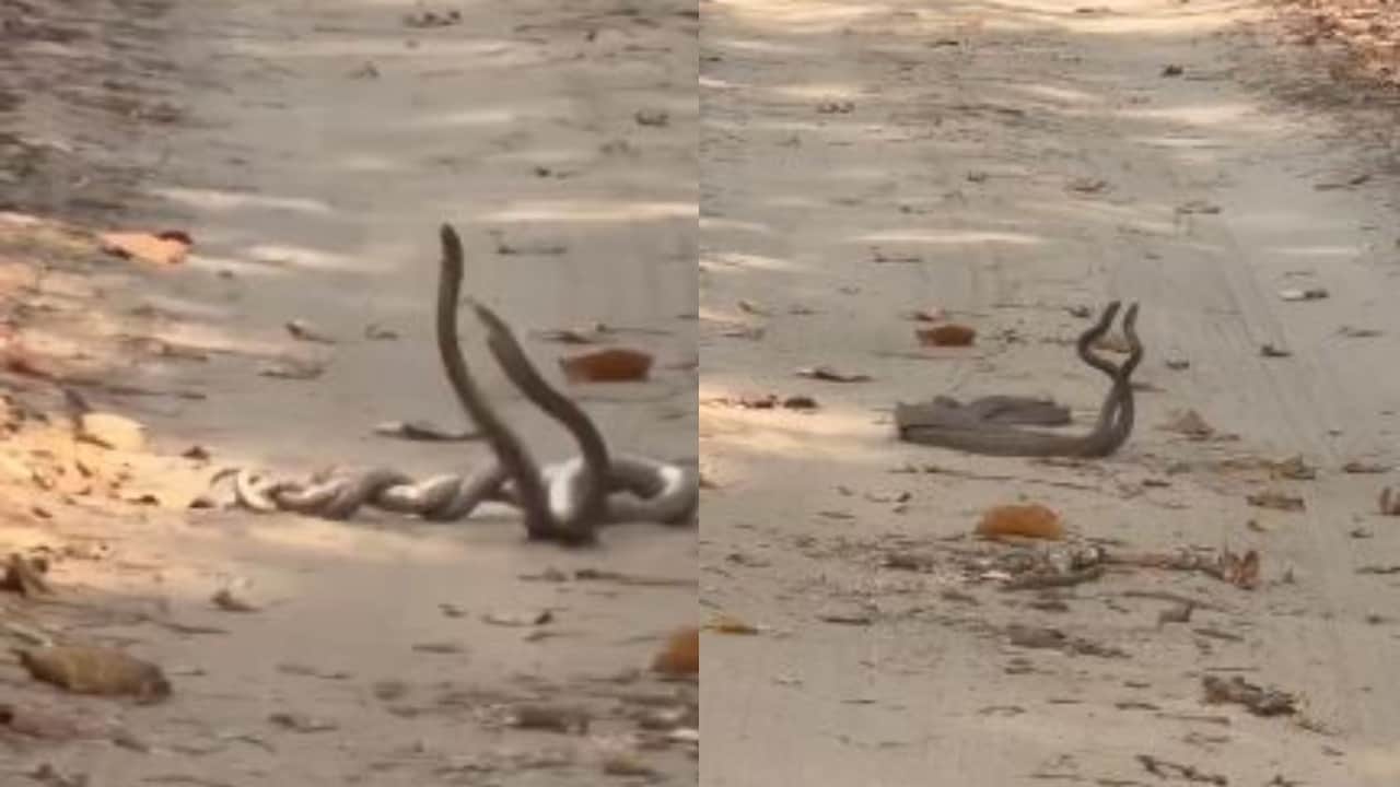 अठखेलियां करते सांप