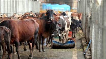 Karnataka High Court slams state police: Justice M Nagaprasanna says- Go after real crimes, not missing cows