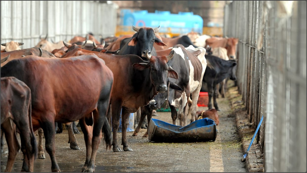 Karnataka High Court slams state police: Justice M Nagaprasanna says- Go after real crimes, not missing cows