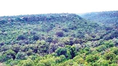 Carbon Storage in Forests Could Increase by Up to 97 percent by End of Century Scientists Claim in Research