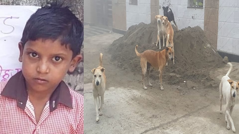 UP: Heart-wrenching incident in Saharanpur, a pack of stray dogs mauled an eight-year-old child to death.