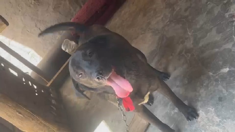 Pet Dog Abandonment and Animal Cruelty Case  in agra