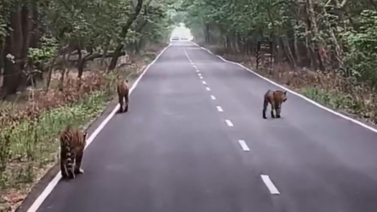 Three Tigers Spotted Strolling on Khatima Road in Pilibhit Tiger Reserve
