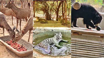 Rajgir Zoo Safari gripped by severe heatwave; robust measures implemented to protect wildlife from heatstroke