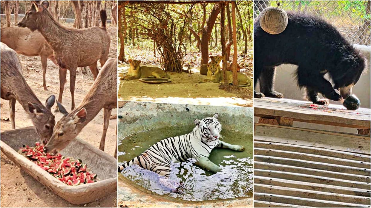 Rajgir Zoo Safari gripped by severe heatwave; robust measures implemented to protect wildlife from heatstroke