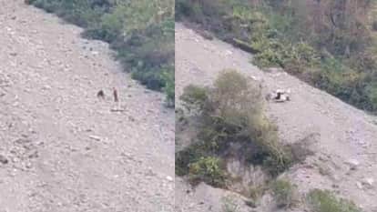 Passengers Car Accident Near Badrinath Highway returning after Kedarnath Dham Death Injuries Missing