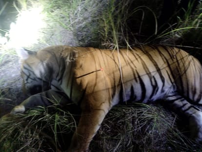 नैनीताल समाचार वन विभाग की टीम ने गांव और आसपास घूम रहे बाघ को ट्रैंकुलाइज किया