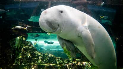 dugong sea cow who eats 40 kg seagrass daily Weird News