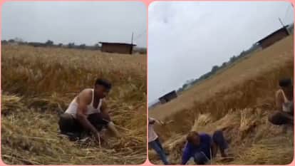 Himachal Sirmour Official Makes Staff Harvest Wheat Crop Video Goes Viral