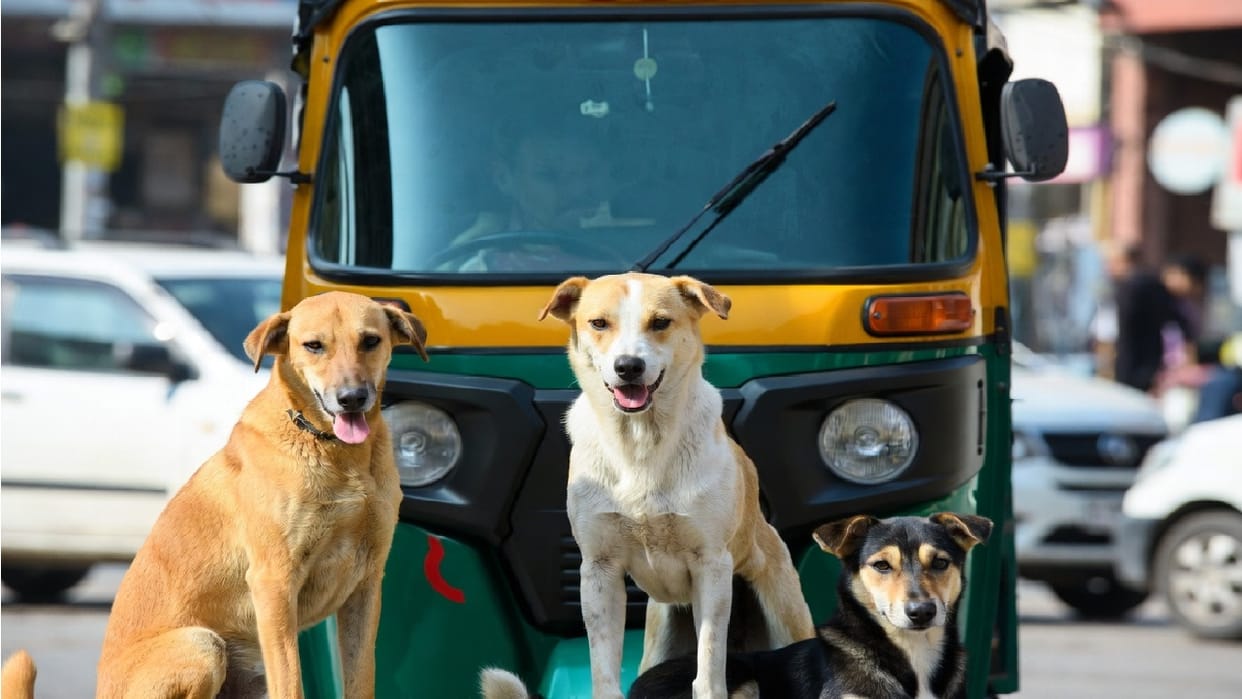 Auto overturned in Faridabad due to dog