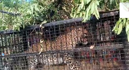 डोगरा, नैनीताल में पिंजरे में फंसा तेंदुआ, उत्तराखंड समाचार हिंदी में