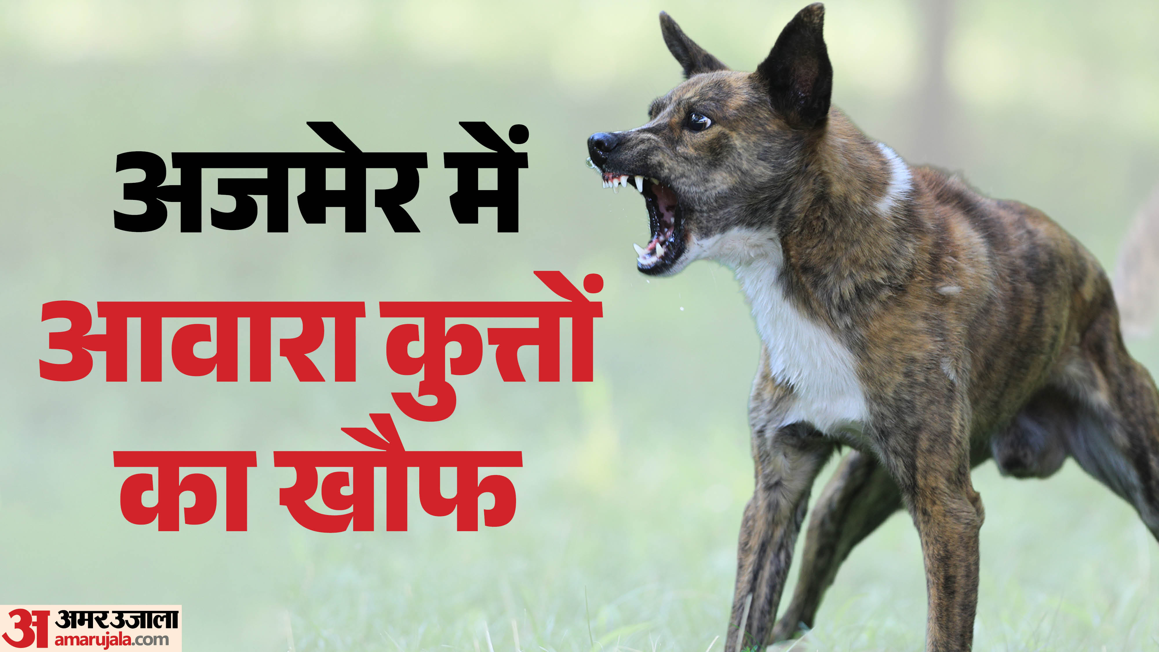 (प्रतीकात्मक फोटो)