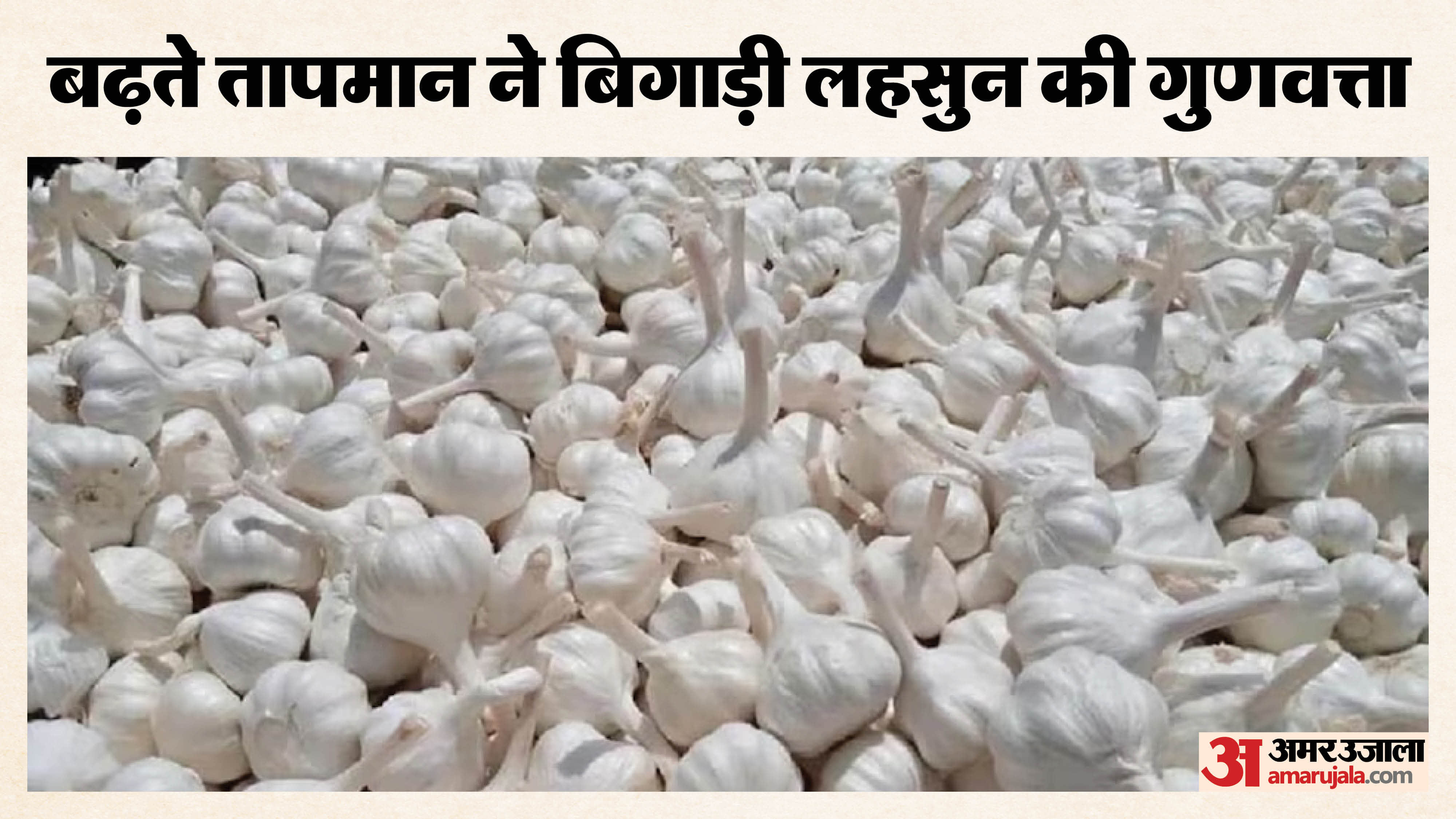 मौसम की मार से लहसुन की पैदावार घटी