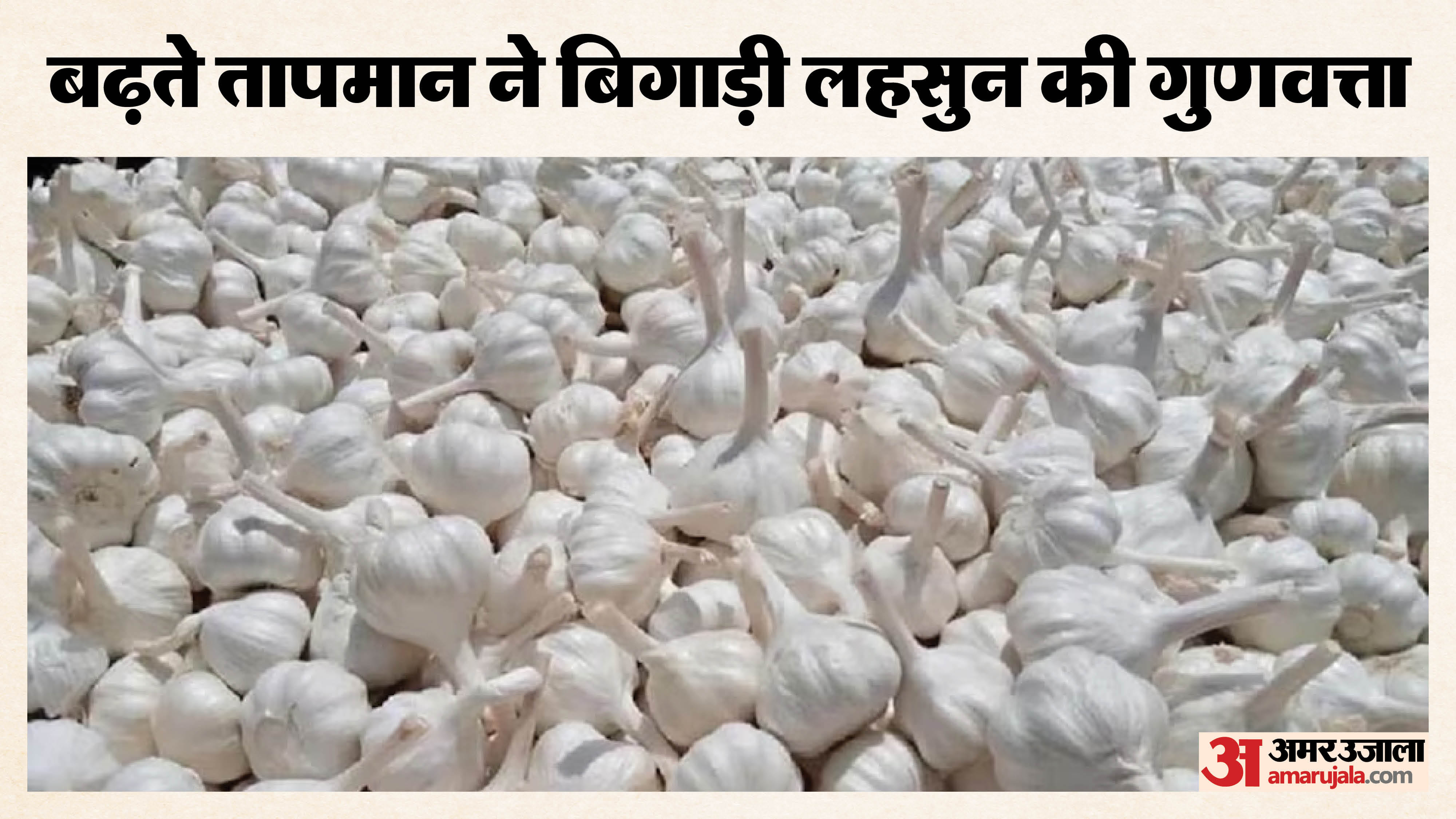 मौसम की मार से लहसुन की पैदावार घटी
