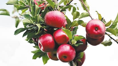 Horticulture New Zealand FTA Poses Threat to Himachal Apples