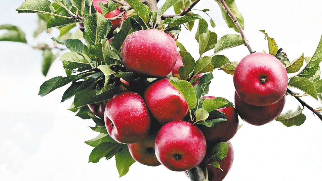 which fruits are good for diabetic patients see list here