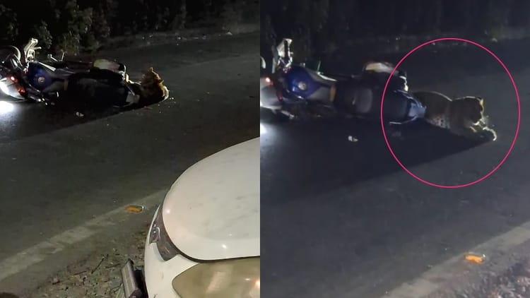 Nainital: भीमताल में सड़क पार करते समय चलती बाइक से टकराकर फंसा तेंदुआ, चालक ने दुकान में घुसकर बचाई जान