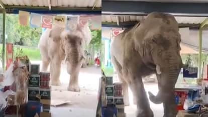 Elephant enters in a grocery store in thailand left after eating snacks video viral