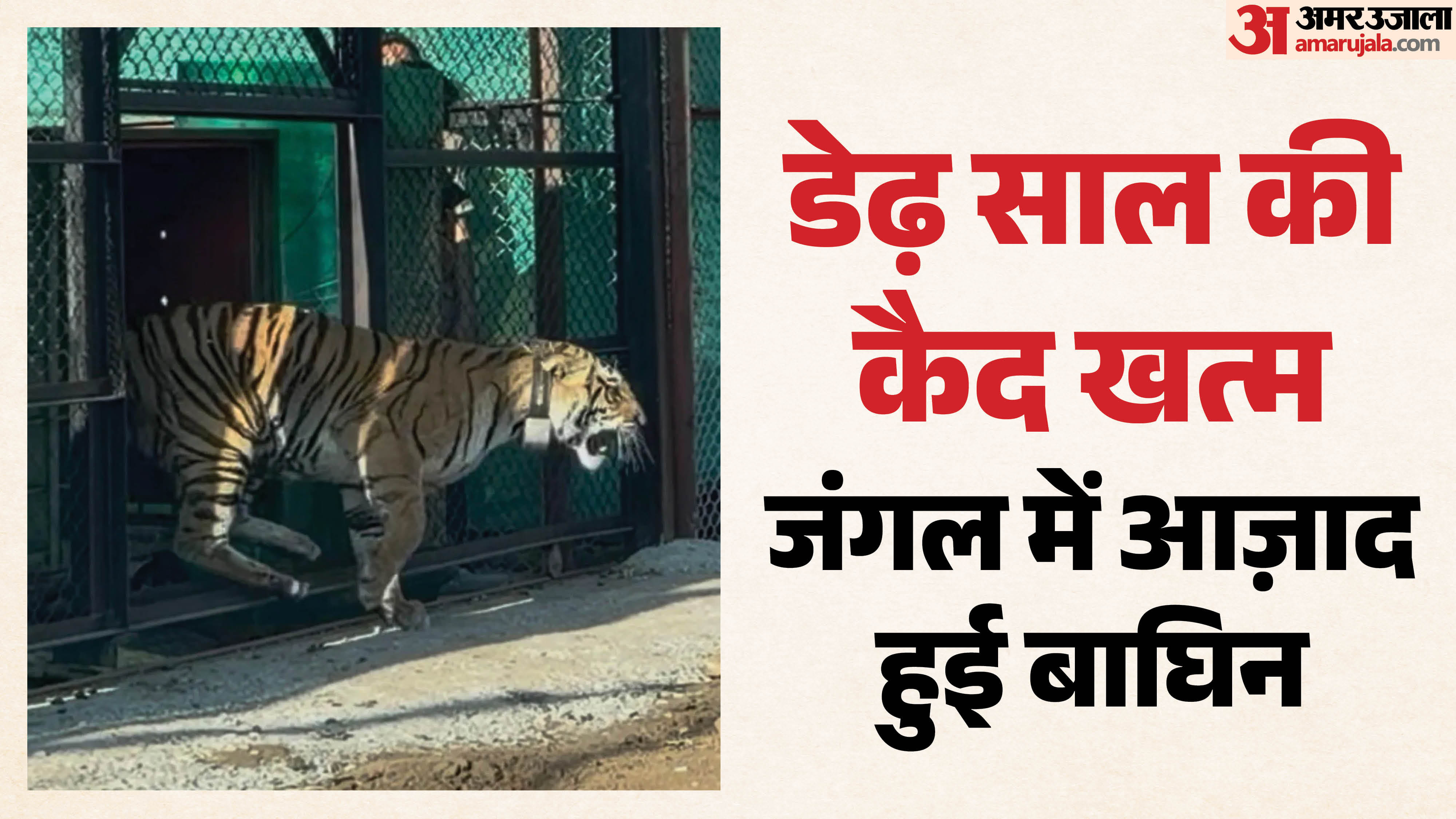 एंक्लोजर से बाहर निकली बाघिन