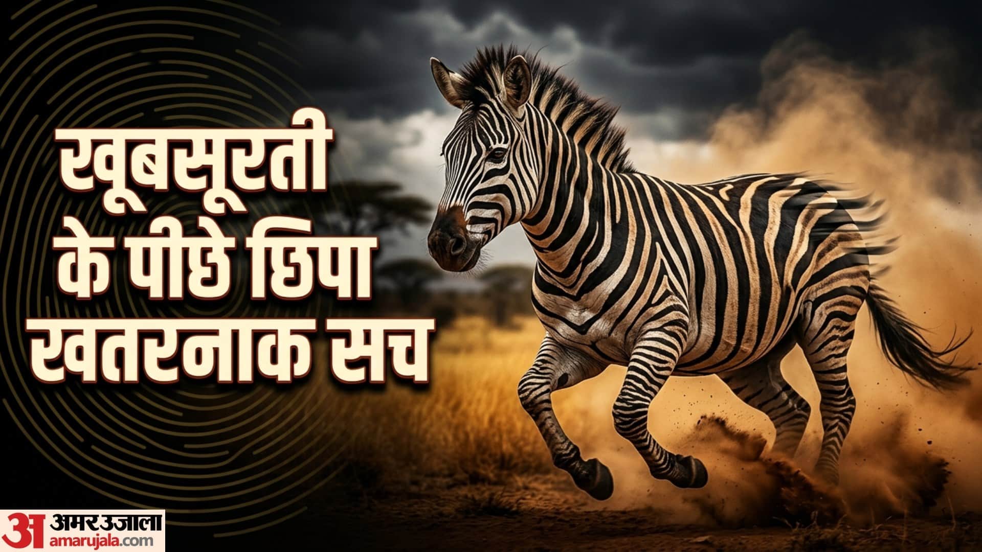 Interesting Facts About Zebra Most Dangerous Zoo Animal