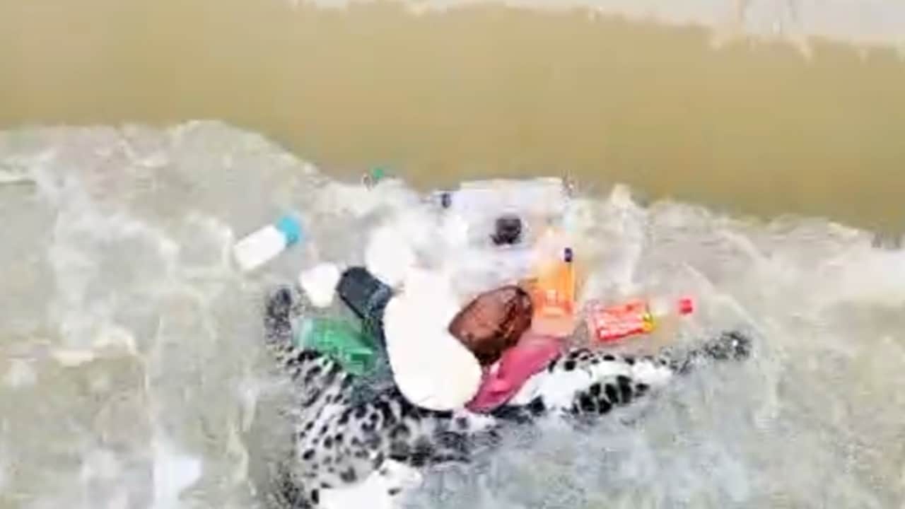 रजबहा में उतराता मिला तेंदुए का शव