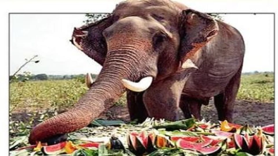 Elephant Vayu Finds Freedom and a New Life After 51 Years of Captivity