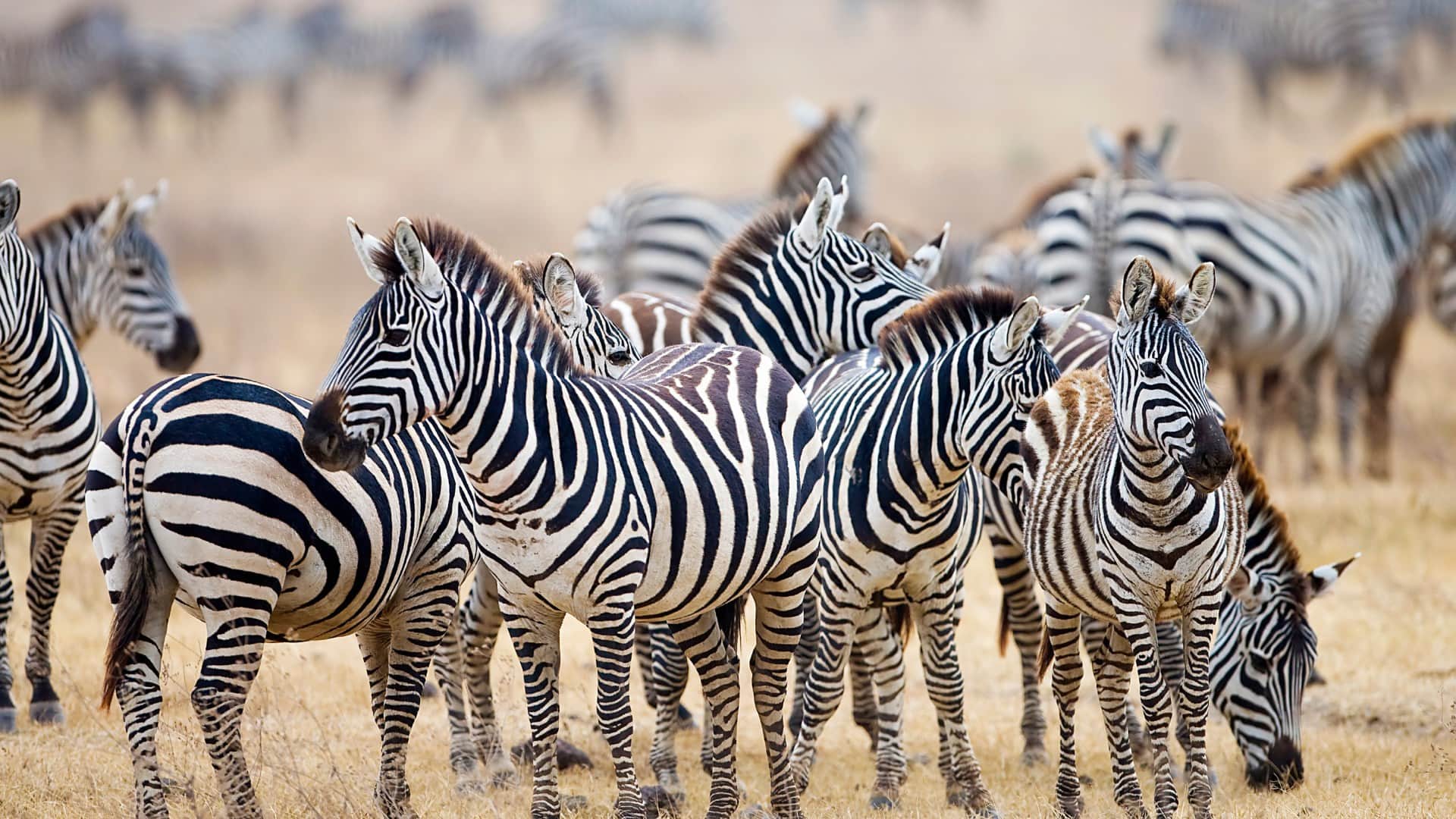 Interesting Facts About Zebra Most Dangerous Zoo Animal