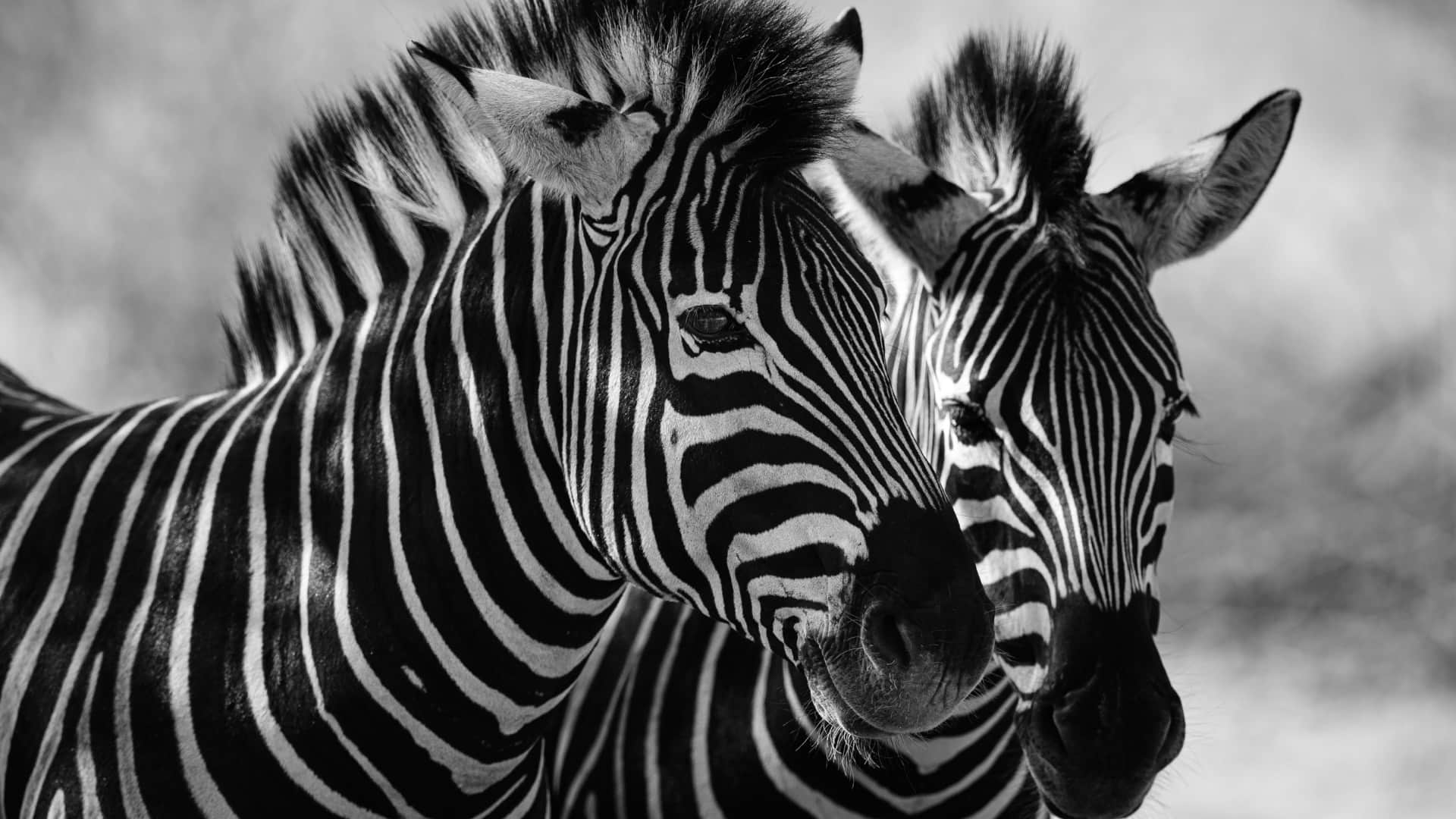 Interesting Facts About Zebra Most Dangerous Zoo Animal