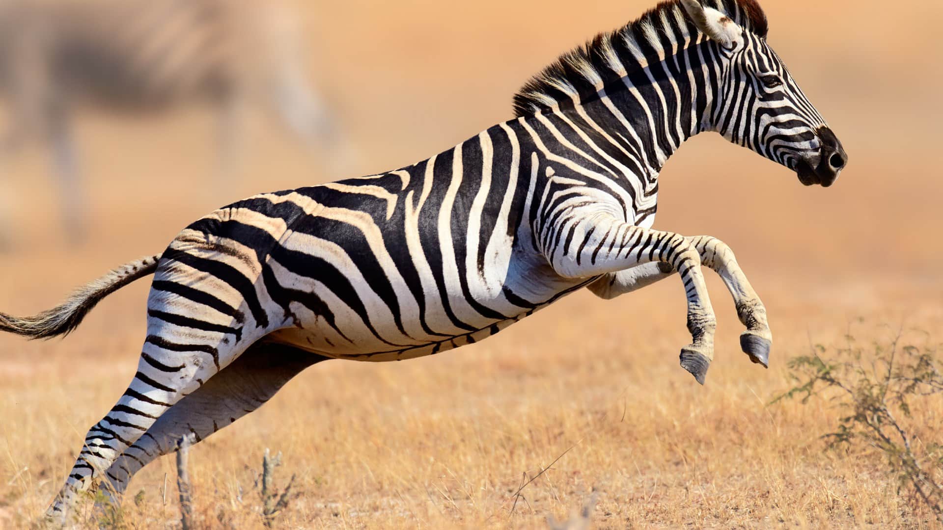 Interesting Facts About Zebra Most Dangerous Zoo Animal