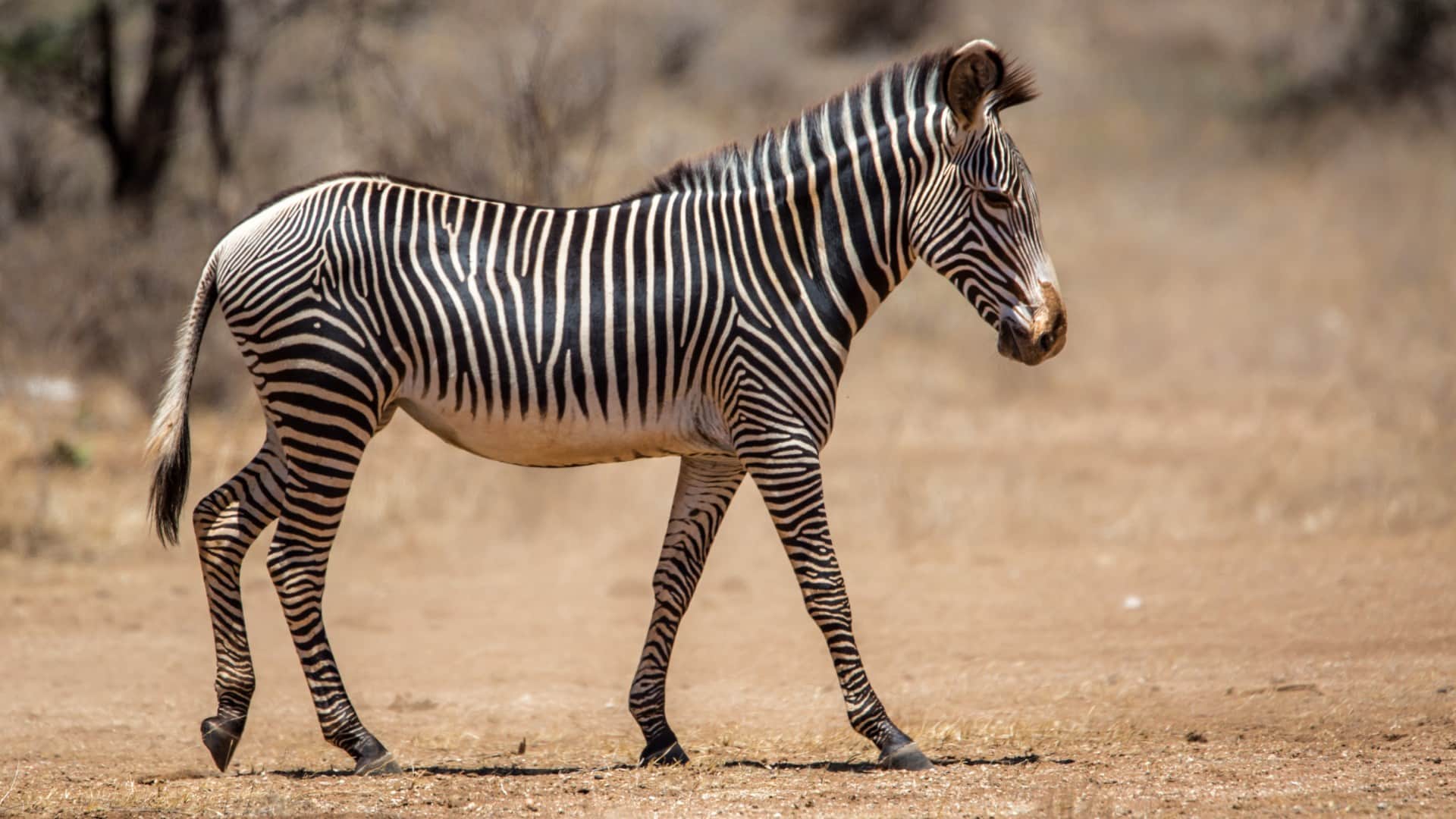Interesting Facts About Zebra Most Dangerous Zoo Animal