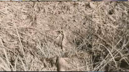 Bodies of a woman and her newborn found in a dry drain in Gorakhpur