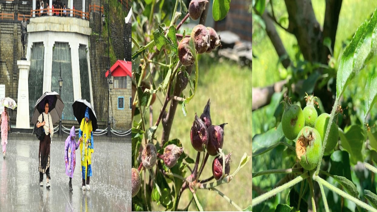 Himachal Weather:  Snowfall on the Peaks; Heavy Rain and Hail in Shimla Cause Damage to Apple Crops.