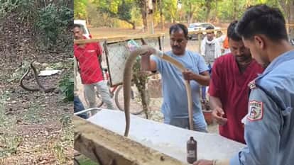 Injured snake was sent to hospital for treatment in Gaurela of Pendra-Marwahi