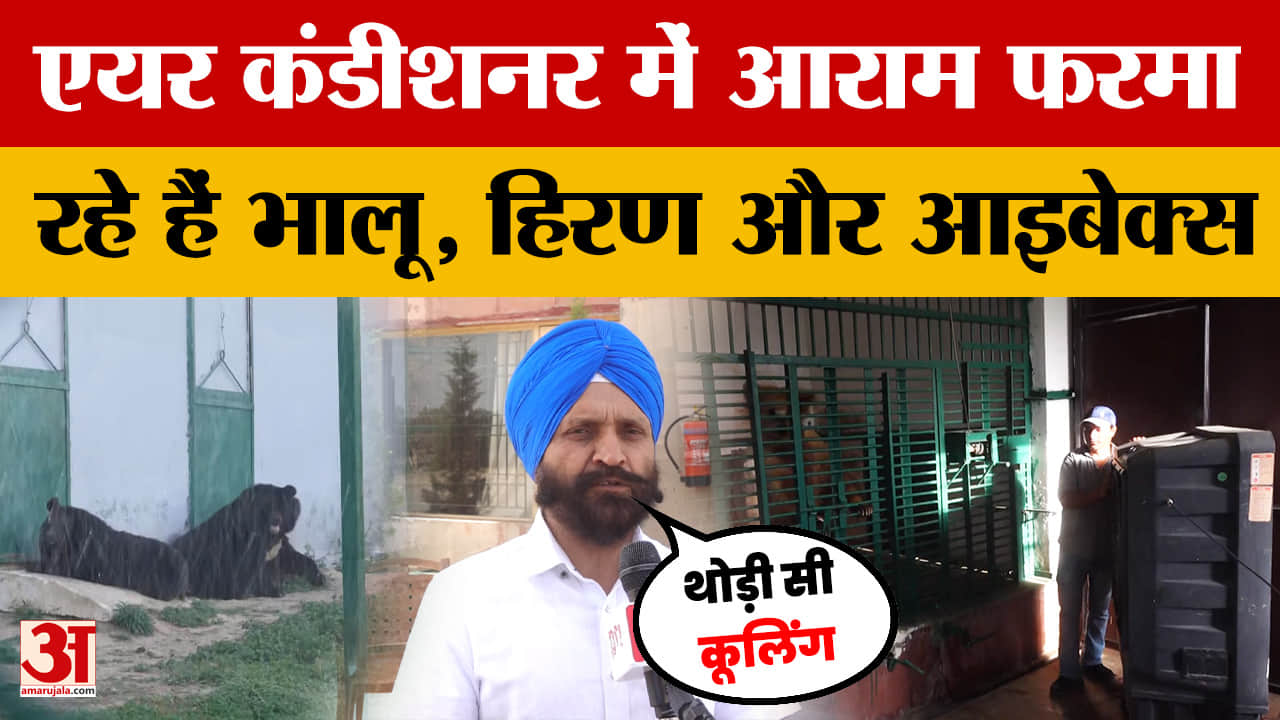 Jammu Jambu Zoo: जंबू चिड़ियाघर में एयर कंडीशनर में आराम फरमा रहे हैं भालू, हिरण और आइबेक्स