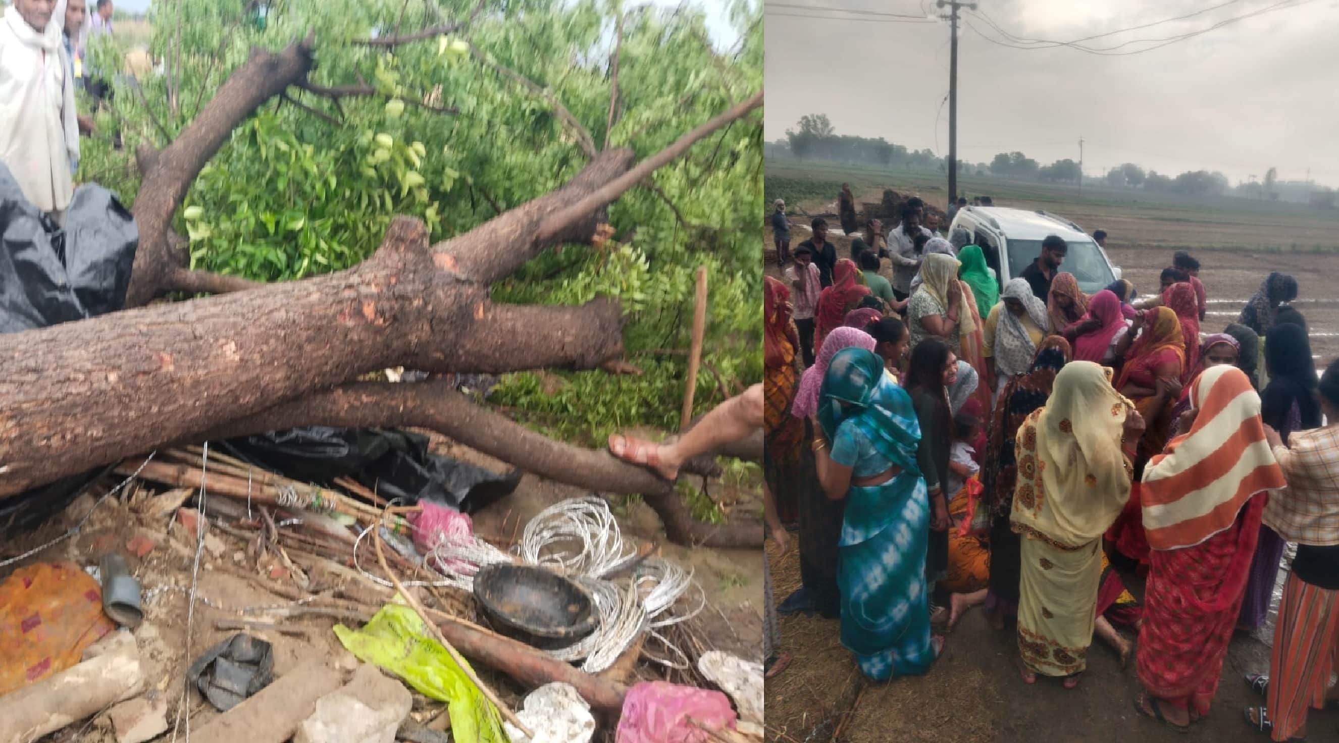 नीम का गिरा पेड़ और घटनास्थल पर लगी भीड़