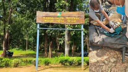 An entire tiger family was destroyed in Kanha, Mandla district, with five tigers, including a tigress,