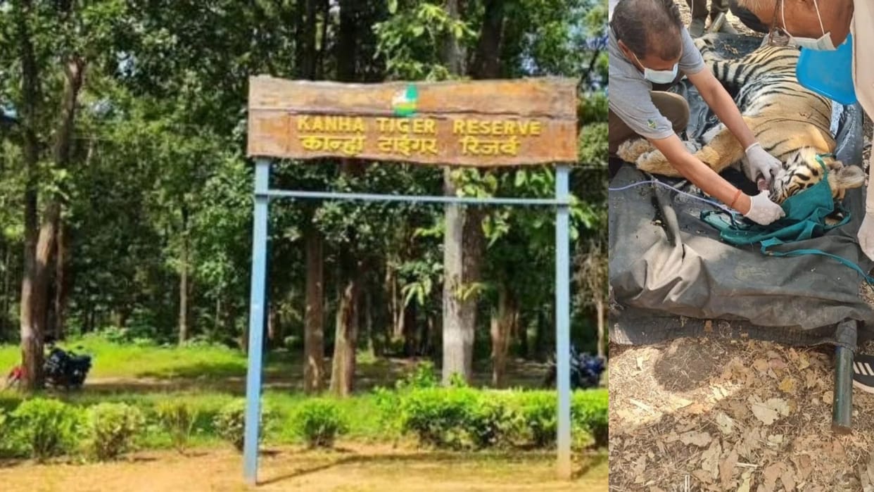 An entire tiger family was destroyed in Kanha, Mandla district, with five tigers, including a tigress,