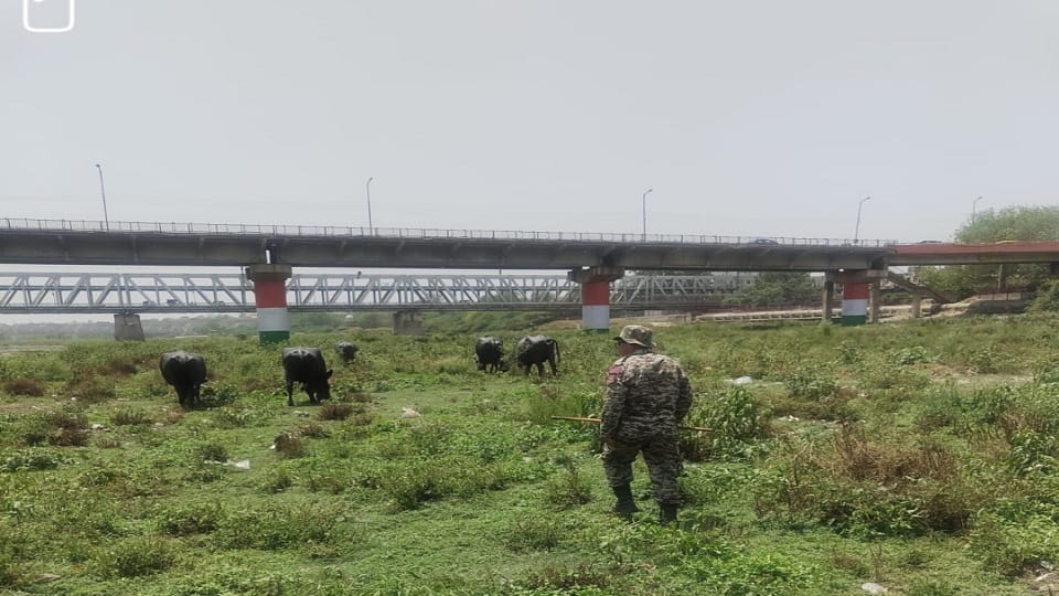 Buffalo Bath in Yamuna Turns Costly: Nagar Nigam Fines 8300 for Violation
