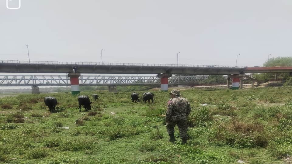 यमुना नदी में भैंसों को नहलाने ले जाना पशुपालक को महंगा पड़ गया।