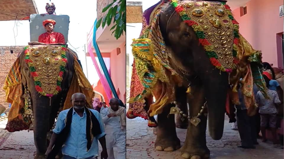 Meerut Wedding: Groom Ankit Rides Elephant for Baraat, Rare Scene After 75 Years